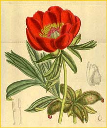  ( Paeonia peregrina ) Curtis's Botanical Magazine  1918