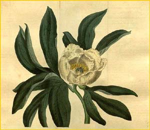   ( Paeonia sessiliflora ) Curtis's Botanical Magazine  1826