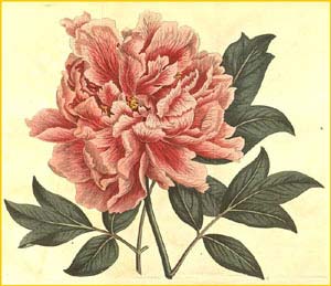   ( Paeonia suffruticosa ) Curtis's Botanical Magazine  1809