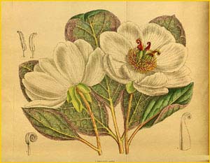   ( Paeonia willmottiae ) Curtis's Botanical Magazine  1842