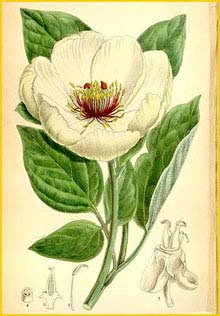   ( Paeonia wittmanniana ) Curtis's Botanical Magazine  1882