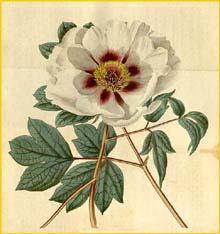   ( Paeonia x papaveracea ) Curtis's Botanical Magazine  1820