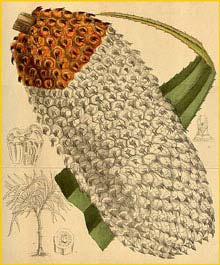   ( Pandanus furcatus ) Curtis's Botanical Magazine 1916