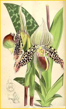   ( Paphiopedilum argus ) Curtis's Botanical Magazine 1875