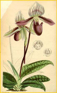  ( Paphiopedilum barbatus ) Curtis's Botanical Magazine 1846