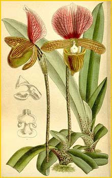   ( Paphiopedilum charlesworthii ) Curtis's Botanical Magazine 1895
