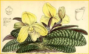   ( Paphiopedilum concolor ) Curtis's Botanical Magazine 1865