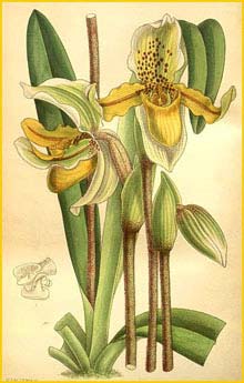   ( Paphiopedilum exul ) Curtis's Botanical Magazine 1896