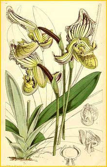   ( Paphiopedilum fairrieanum ) Curtis's Botanical Magazine 1857