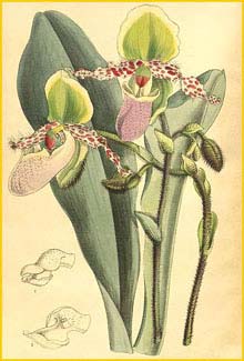    ( Paphiopedilum glaucophyllum ) Curtis's Botanical Magazine 1906