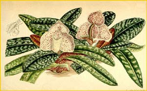    ( Paphiopedilum godefroyae ) Curtis's Botanical Magazine 1886