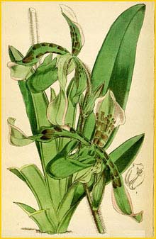    ( Paphiopedilum haynaldianum ) Curtis's Botanical Magazine 1877
