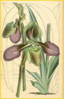    ( Paphiopedilum hirsutissimum ) Curtis's Botanical Magazine 1857