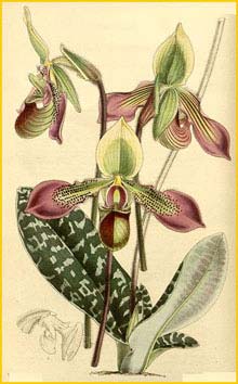    ( Paphiopedilum hookerae ) Curtis's Botanical Magazine 1863
