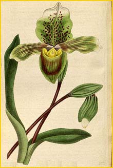    (  Paphiopedilum insigne  ) Curtis's Botanical Magazine 1835