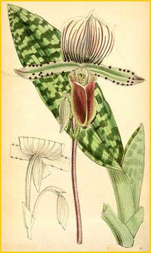   ( Paphiopedilum lawrenceanum ) Curtis's Botanical Magazine 1879