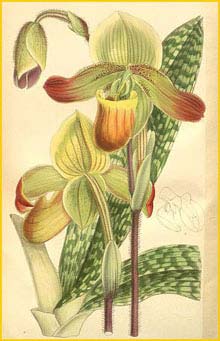   ( Paphiopedilum mastersianum ) Curtis's Botanical Magazine