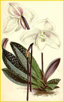   ( Paphiopedilum niveum ) Curtis's Botanical Magazine 1871