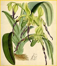   ( Paphiopedilum parishii ) Curtis's Botanical Magazine 1869