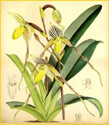   .  ( Paphiopedilum philippinense var. philippinense ) Curtis's Botanical Magazine 1865