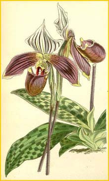  - ( Paphiopedilum purpuratum ) Curtis's Botanical Magazine 1856