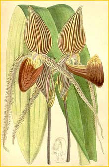   ( Paphiopedilum rothschildianum ) Curtis's Botanical Magazine 1890