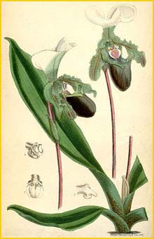  ( Paphiopedilum spicerianum ) Curtis's Botanical Magazine 1880