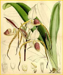   ( Paphiopedilum stonei ) Curtis's Botanical Magazine 1862