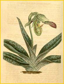   ( Paphiopedilum venustum ) Curtis's Botanical Magazine 1820