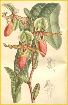  - ( Paphiopedilum victoria-mariae ) Curtis's Botanical Magazine 