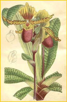    ( Paphiopedilum victoria-reginae ) Curtis's Botanical Magazine 1898