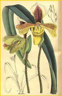  .  ( Paphiopedilum villosum var. annamense ) Curtis's Botanical Magazine 1907