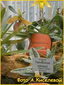   ( Paphiopedilum sukhakulii )