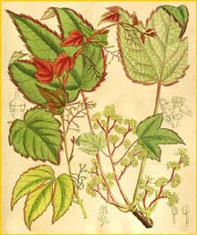    /    ( Parthenocissus tricuspidata ) Curtis's Botanical Magazine  1909