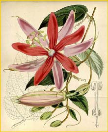   (Passiflora insignis )  Curtis's Botanical Magazine  1893
