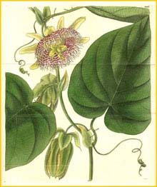   /  ( Passiflora ligularis )  Curtis's Botanical Magazine  1830