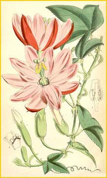     ( Passiflora mixta )  Curtis's Botanical Magazine