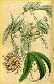    ( Passiflora mooreana )  Curtis's Botanical Magazine 1840