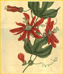   ( Passiflora racemosa )  Curtis's Botanical Magazine 1818