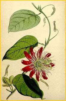   ( Passiflora x lawsoniana )  Curtis's Botanical Magazine