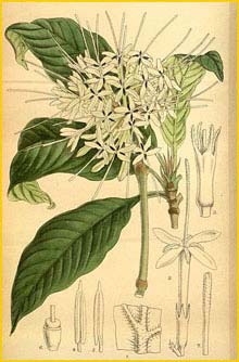   ( Pavetta abyssinica )  Curtis's Botanical Magazine  1920
