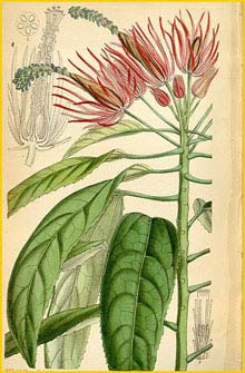    ( Pavonia/ Triplochlamys multiflora )  Curtis's Botanical Magazine  1878