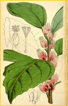    ( Pavonia strictiflora )  Curtis's Botanical Magazine  1852