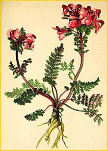   (Pedicularis rostrata) Atlas der Alpenflora (1882) by Anton Hartinger