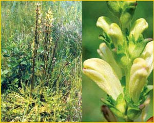   ( Pedicularis sceptrum-carolinum ),    