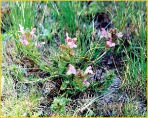   ( Pedicularis sylvatica ),    