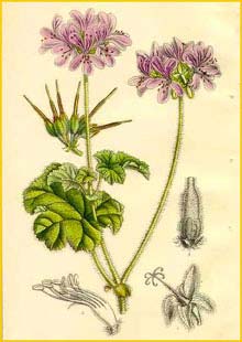   ( Pelargonium Drummondii ) Curtis's Botanical Magazine