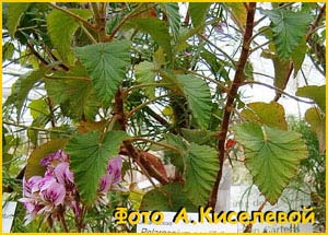   ( Pelargonium cordifolium )