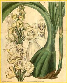    ( Peristeria elata )  Curtis's Botanical Magazine 1831