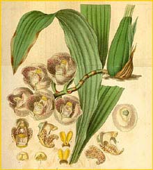    ( Peristeria pendula  )  Curtis's Botanical Magazine 1836
